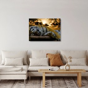 Alvó tigris képe (üvegen) (70x50 cm)