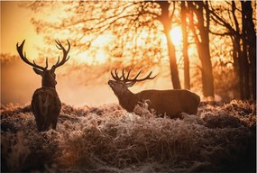 Dekoratív Fali Fotótapéta Szarvasok a falon reggel 104x70 Ragasztó