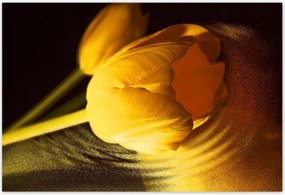 Poszterek 185x125 Sárga-arany tulipán