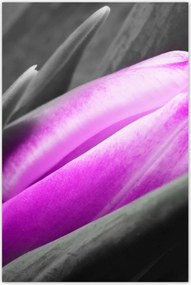 Poszterek 80x120 Lila tulipán