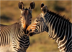 Kép - Két zebra (70x50 cm)