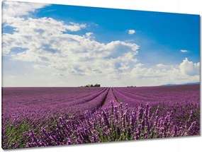Vászonkép 120x80 Levendulamező Levendula