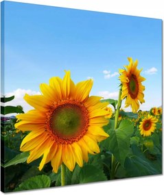 Vászonkép 40x40 Napraforgók Égbolt