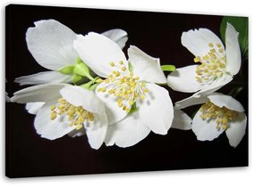 Gario Vászonkép Virágzó jázmin Méret: 60 x 40 cm