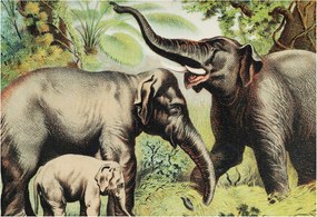 Dekoratív Fotótapéta Furnér Flizelin Családi elefántok 152x104 Ragasztó