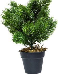 Mini műfenyő cserépben 22 cm Hó nélküli