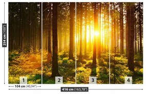 Fotótapéta erdei nap 104x70 cm