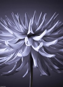 Poszter 20,5x28,4cm Dália virág 3, Assaf Frank