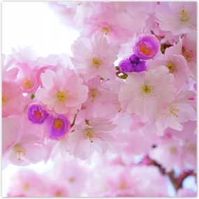 Poszterek 100x100 Japán cseresznyefa ág