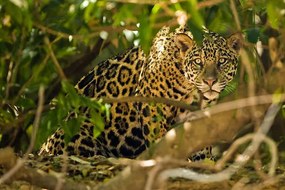 Fotográfia Jaguar, McDonald Wildlife Photography Inc.