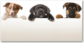 Fotótapéta üvegfalra Három kiskutya 140x70