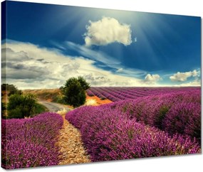 Vászonkép 40x30 Levendula tájkép