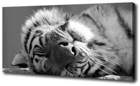 Vászonkép Alvó tigris oc-125000206