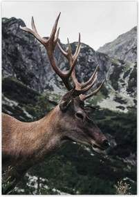 Poszterek 70x100 Szarvas felszarvazott
