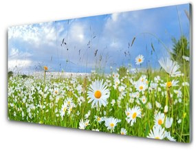 Akrilkép Daisy Meadow Természet 100x50 cm 2 fogas