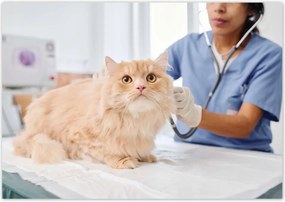 Poszterek 100x70 Orvos macska vizsgálat