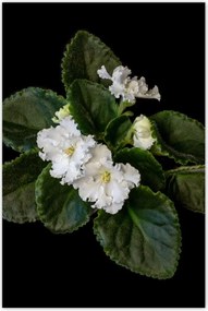 Poszterek 80x120 Fehér jázminvirág