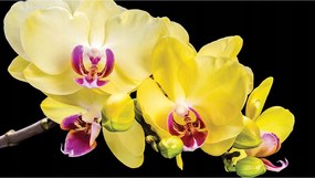 Fotótapéta Sárga Phalaenopsis Orchidea fekete alapon Makró 208x146 +ragasztó