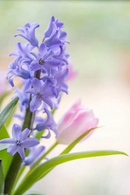 Poszter 30x45cm Jácint és tulipánok közelkép, Assaf Frank