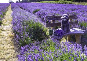 Poszter 29,7x21cm Kutya a padon a levendulamezőn, Assaf Frank
