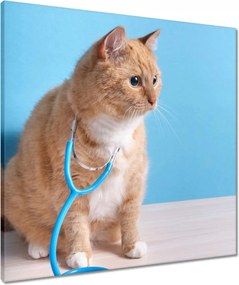 Vászonkép 60x60 Vörös macska sztetoszkóppal