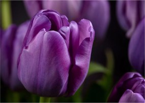 Tulipán vírág képe (70x50 cm)