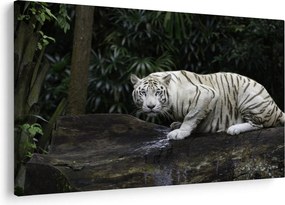 Kép - albínó tigris (90x60 cm)