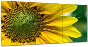 Vászonkép 60x30 Napraforgó Virág