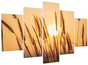 Kép - Füvek a napon (150x105 cm)