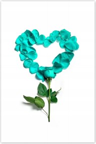 Poszterek 80x120 Türkiz rózsa