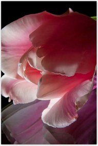 Poszterek 80x120 Rózsaszín tulipán virág