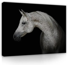 Vászonkép, Ló fekete háttéren, 100x75 cm méretben