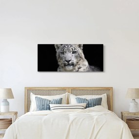 Kép - Snow Leopard (120x50 cm)
