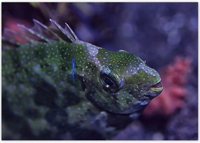 Poszterek 100x70 Tengeri vízi ökoszisztéma