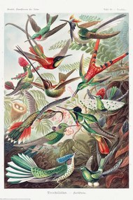 Plakát Ernst Haeckel - Kolibris