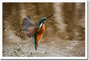 Poszterek keretben 60x40 Vízivó madár Madár