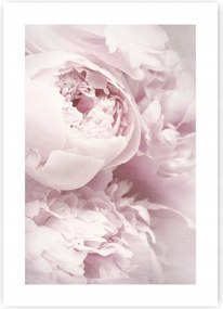 Bazsarózsa Peonie Virágok poszter B1 100x70cm #120