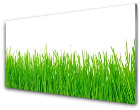 Fali üvegkép Grass Nature Plant 100x50 cm 2 fogas