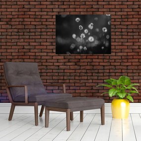 Üveg kép - Pamutfű a réten (70x50 cm)