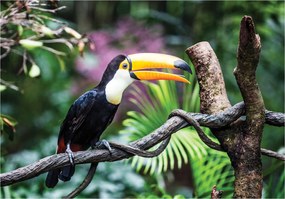 Fotótapéta Tukán trópusi madár dzsungel természet színek 254x184 +ragasztó