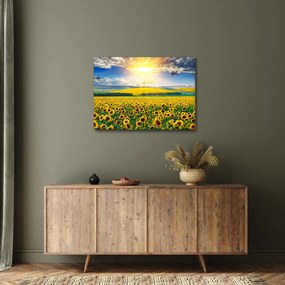 Kép - Napraforgó mező (70x50 cm)
