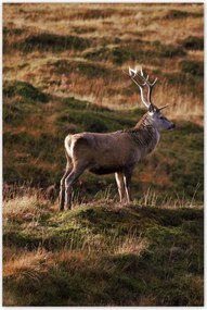 Poszterek 80x120 Szarvas a természetben Vadászat