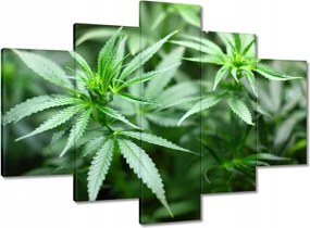 Képek 150x105 Kender Bokor