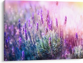 Kép - Levendula a csillogó napban (70x50 cm)