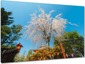 Vászonkép 120x80 Virágzó cseresznye