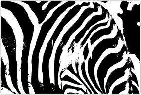 Poszterek 120x80 Zebra csíkos kisállat
