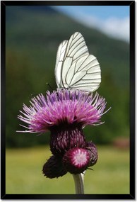 Poszterek keretben 40x60 Fehér káposzta