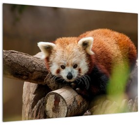 Vörös panda képe (70x50 cm)
