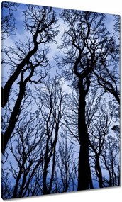 Vászonkép 70x100 Erdő Fák Kilátás alulról