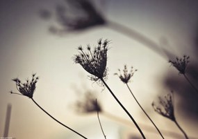 Poszter 29,7x21cm Püspöki fű sziluett, Assaf Frank